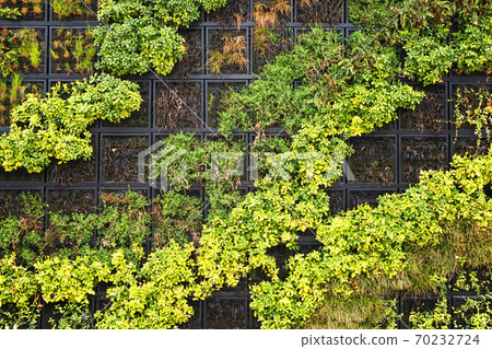 nice green jungle background nice green jungle background 70232724