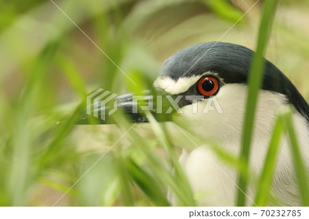 Goisagi表達 Goisagi表達 70232785