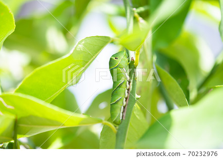 Last-instar larva of the swallowtail butterfly that settled in the lemon tree Last-instar larva of the swallowtail butterfly that settled in the lemon tree 70232976