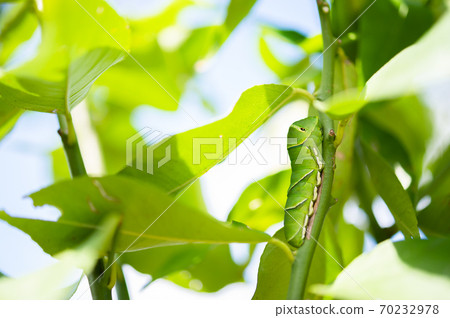 Last-instar larva of the swallowtail butterfly that settled in the lemon tree 70232978