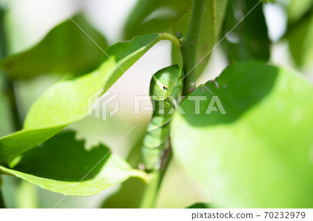 Last-instar larva of the swallowtail butterfly that settled in the lemon tree Last-instar larva of the swallowtail butterfly that settled in the lemon tree 70232979