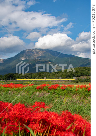 Yellow醫生在伊吹山腳下的花叢中穿行 70233078