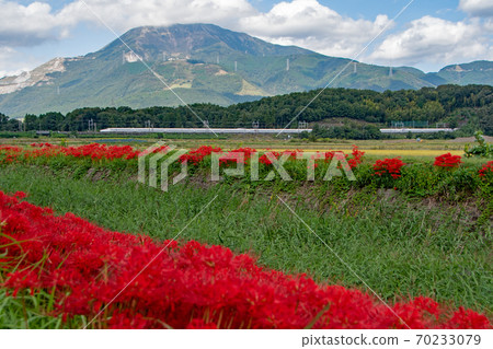 東海道新幹線在伊吹山腳下的山間小花穿行 70233079