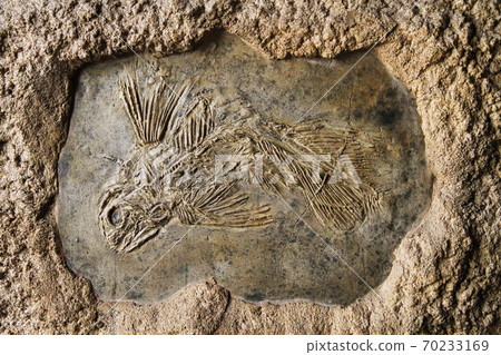latimeria fish fossil 70233169