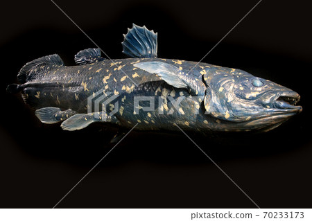 latimeria fish isolated 70233173
