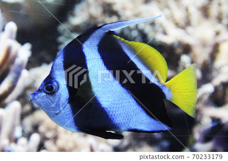 Pennant coralfish Pennant coralfish 70233179