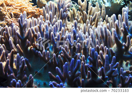 natural coral aquarium background 70233183