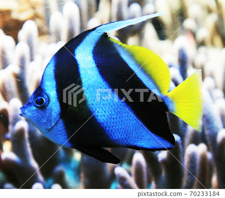 Pennant coralfish Pennant coralfish 70233184
