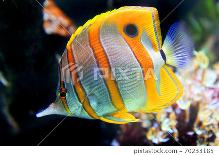 Copperband butterflyfish from the red sea 70233185