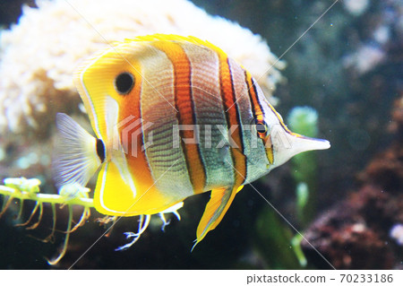 Copperband butterflyfish from the red sea 70233186