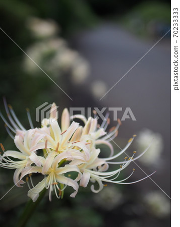 White cluster amaryllis blooming on the roadside in autumn 70233333