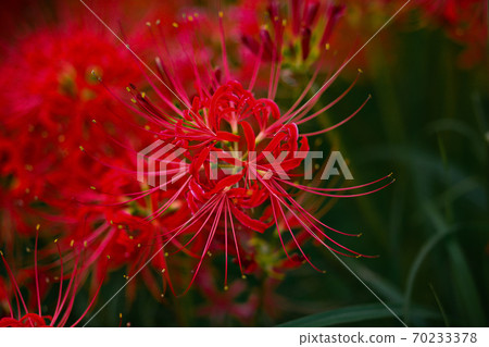 Cluster amaryllis 70233378