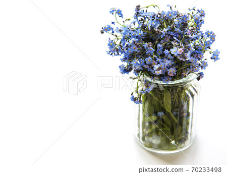 Bouquet of forget-me-not flowers in glass vase 70233498