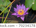 Beautiful purple lotus full blooming on sunny day. 70234178