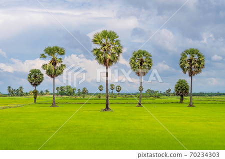 Sugar palm trees and green rice field. Sugar palm trees and green rice field. 70234303