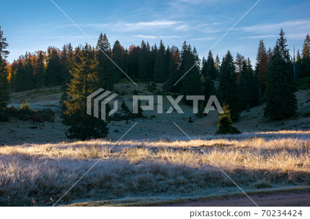 coniferous forest in autumn at sunrise. dry grass in hoarfrost on the hillside meadow. clouds on the morning sky coniferous forest in autumn at sunrise. dry grass in hoarfrost on the hillside meadow. clouds on the morning sky 70234424