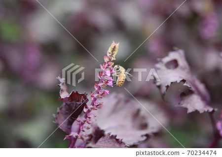 一隻蜜蜂參觀紅色的花 70234474
