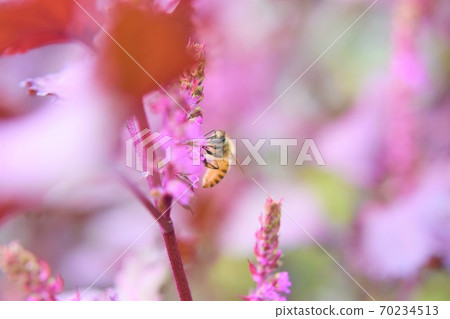 Bees visiting the red flowers Bees visiting the red flowers 70234513