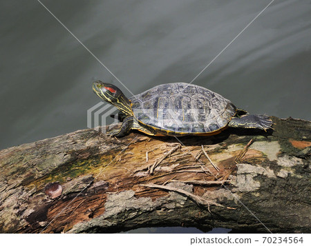 密西西比州龜在漂流的樹上 70234564