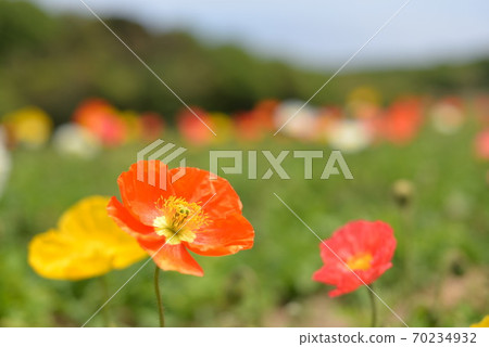 罌粟 罌粟 70234932