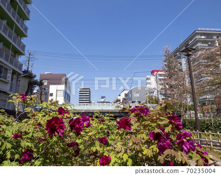 Peony Garden (Koto Ward) 70235004