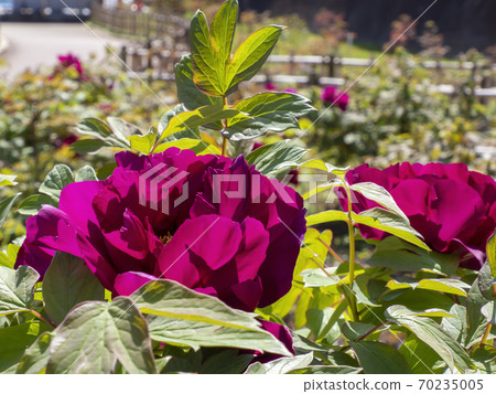 Peony Garden (Koto Ward) 70235005