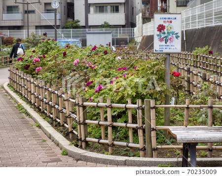 Peony Garden, Koto Ward 70235009