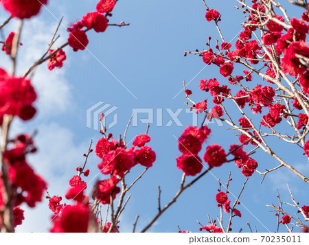 紅梅花和藍天 70235011