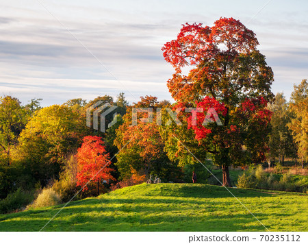 Beautiful autumn landscape with red trees in hill Beautiful autumn landscape with red trees in hill 70235112
