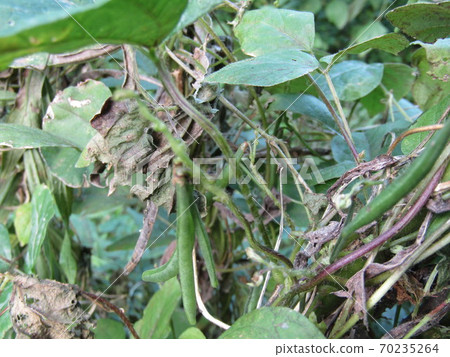 Near the irrigation canal in the rice fields of Showa no Mori 70235264