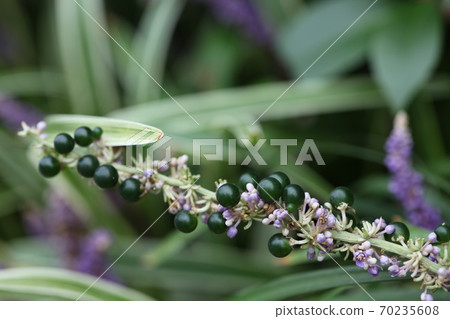 Yaburan Yaburan 70235608