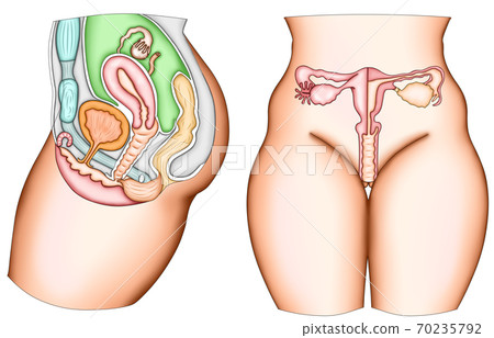 Female genital structure illustration set 70235792