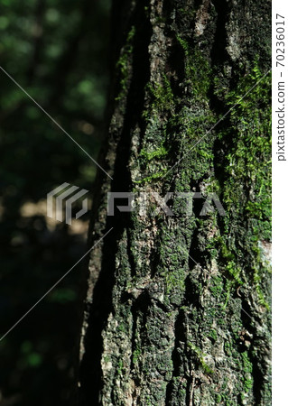 A thick trunk A thick trunk 70236017