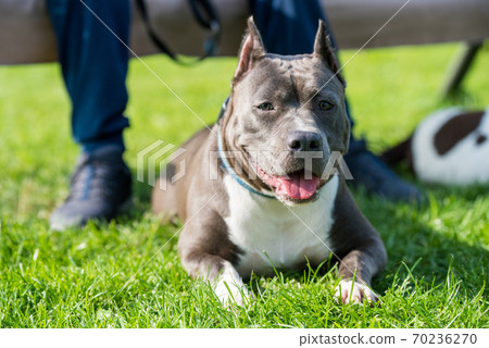 cute Blue hair American Staffordshire Terrier dog 70236270
