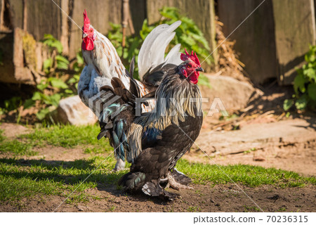 Two rooster goes to the hen house in the village 70236315
