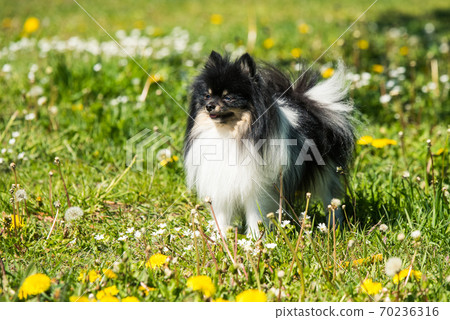 cute pomeranian dog on the flowering field cute pomeranian dog on the flowering field 70236316