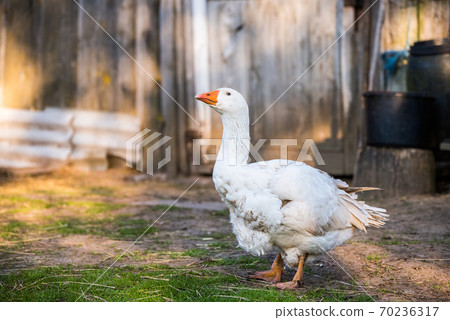 old white goose portait on nature outdoor old white goose portait on nature outdoor 70236317