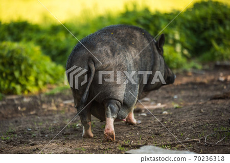 Vietnamese pot-bellied pig graze on a lawn grass. Vietnamese pot-bellied pig graze on a lawn grass. 70236318