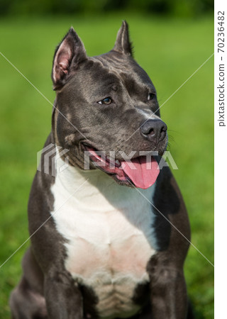 cute Blue hair American Staffordshire Terrier dog cute Blue hair American Staffordshire Terrier dog 70236482