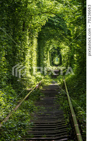 Tunnel of Love ( railway in forest near Klevan, Ukraine) Tunnel of Love ( railway in forest near Klevan, Ukraine) 70236663
