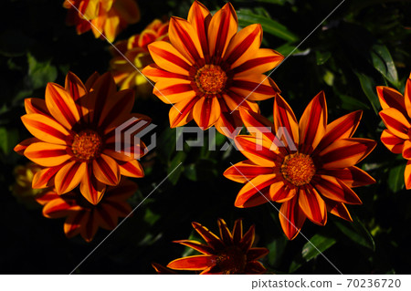 Colorful gazania flowers or african daisy in a garden. 70236720