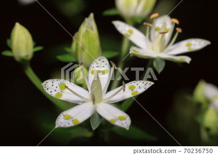 Swertia bimaculata, wild herbs, medicinal herbs Swertia bimaculata, wild herbs, medicinal herbs 70236750