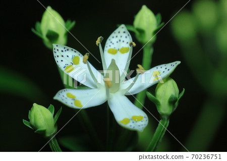 Swertia bimaculata, wild herbs, medicinal herbs 70236751