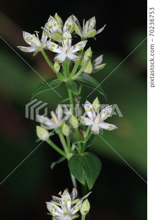 Swertia bimaculata, wild herbs, medicinal herbs Swertia bimaculata, wild herbs, medicinal herbs 70236753