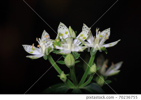 Swertia bimaculata, wild herbs, medicinal herbs 70236755