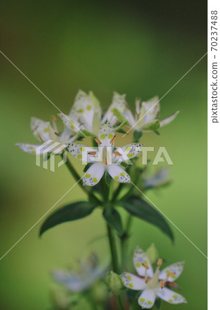 Swertia bimaculata, Akikusa, Yamanosou, Medicinal herbs Swertia bimaculata, Akikusa, Yamanosou, Medicinal herbs 70237488