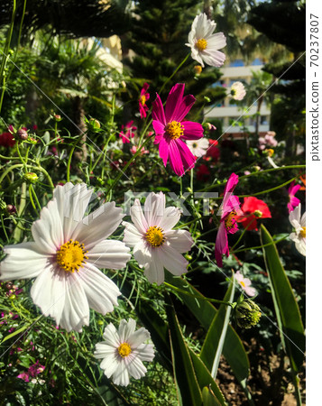 Wild white flowers 70237807