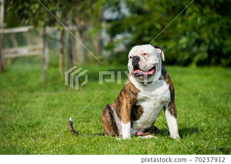 is the campeiro bulldog legal in st kitts and nevis