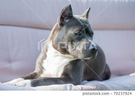 cute Blue hair American Staffordshire Terrier dog 70237924