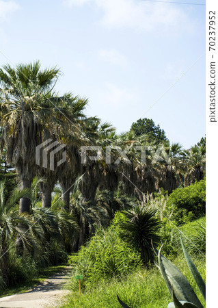 Green Palms Background Green Palms Background 70237952